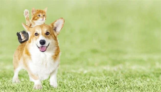 如何正确对待犬过敏问题？别害怕，这里有小妙招