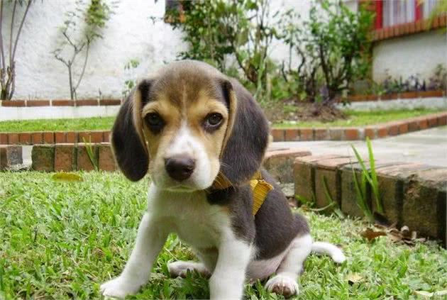 兔子杀手比格犬，以狗狗为原型的卡通人物，你没听过但肯定见过