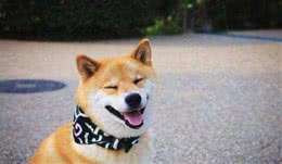 柴犬跟秋田犬傻傻分不清楚？