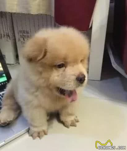 狗狗因为脚底毛太长走路打滑，把毛剃掉后：萌出了一脸血
