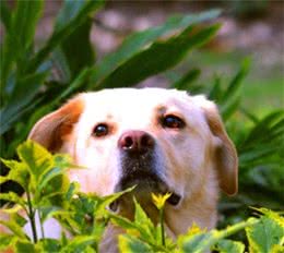 为什么狗有的时候会吃草？宠主了解之后就不会再大惊小怪了