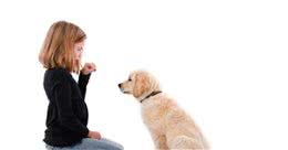 千万别从正面接近狗狗！