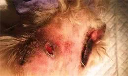 每一只狗狗都需要的口腔清洁，从今天起关注狗狗口腔健康！