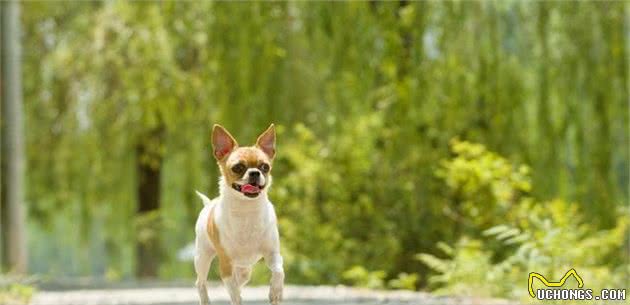 清点那些光吃不长的宠物犬，它们怎么就长不大呢？