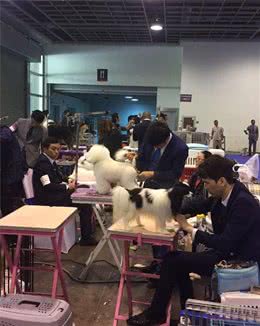 专业赛级犬给我们日常养犬的启示