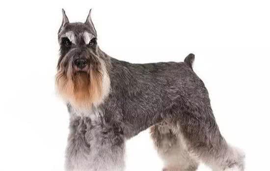 迷你雪纳瑞犬胆量超大，但也爱挑战主人，要怎么养出听话狗狗呢？