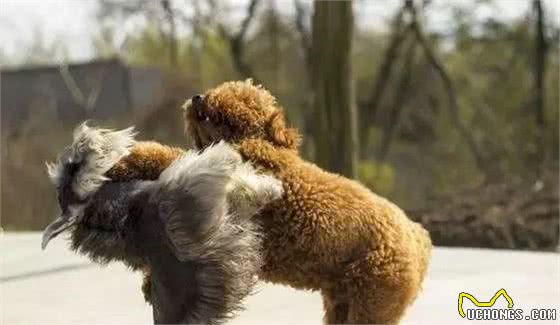 迷你雪纳瑞犬胆量超大，但也爱挑战主人，要怎么养出听话狗狗呢？