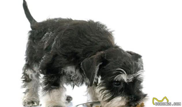 迷你雪纳瑞犬胆量超大，但也爱挑战主人，要怎么养出听话狗狗呢？