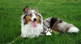 苏牧吃什么犬粮好苏牧幼犬不要喂牛奶