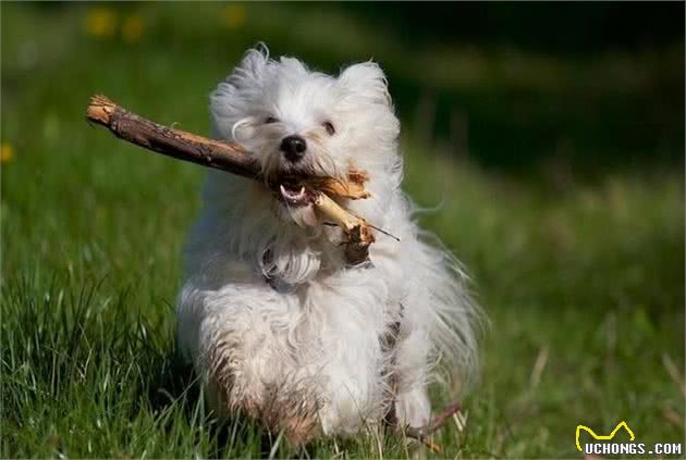 哈瓦那犬的冬季饲养要仔细，这些管理方式教给你，快进来看看