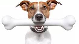 狗天生就喜欢骨头吗，还部分人说不能够吃骨头，我们应当怎么办