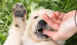 小狗一定会咬人，要是不制止，长大后狗狗连主人都会咬