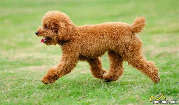 宠物养护知识：标准、迷你、玩具贵宾犬，傻傻分不清，其实很好区分