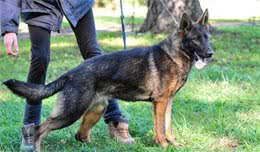 德国牧羊犬的5大缺陷，不了解，劝你养，以防止骑虎难下