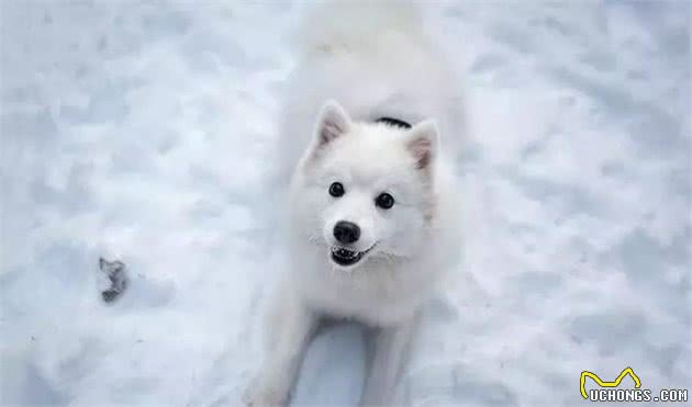 爱?训犬|什么样的狗更适合你？