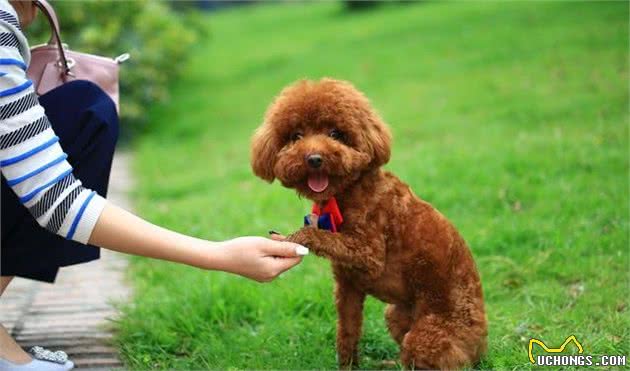 泰迪犬虽然优点多，但这5个缺陷，并不是所有人都能接受的