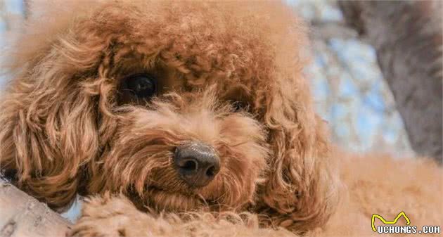 泰迪犬虽然优点多，但这5个缺陷，并不是所有人都能接受的