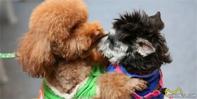 泰迪犬虽然优点多，但这5个缺陷，并不是所有人都能接受的