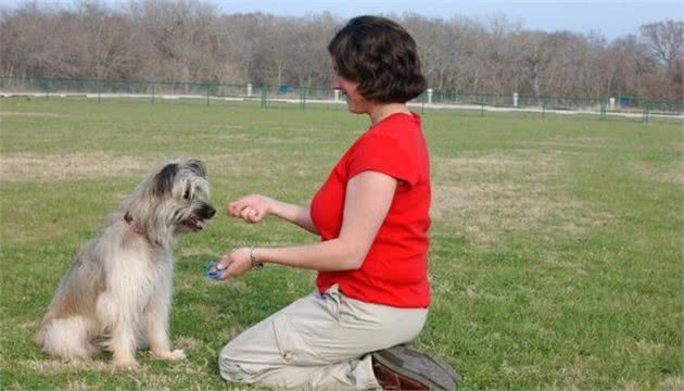 训犬响片声与食物桥接的方法、几招就让你看明白！
