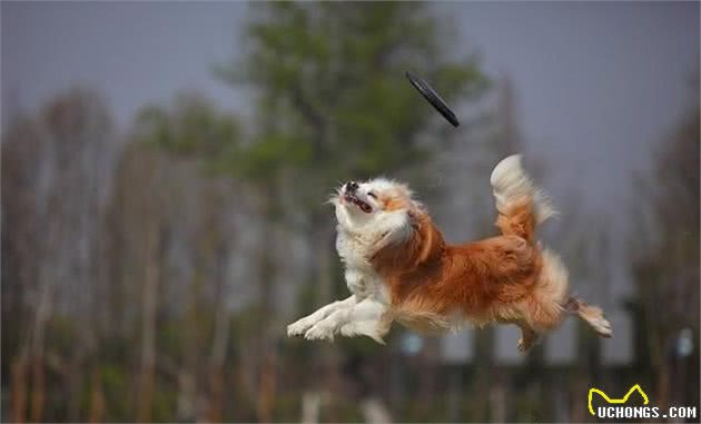 训犬响片声与食物桥接的方法、几招就让你看明白！