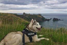 这五大部位你都不清理，还总怪狗狗有体味……