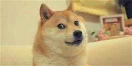 狗狗脚臭，你知道为什么吗？