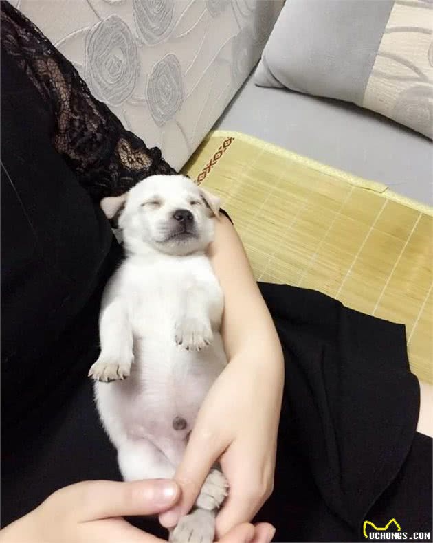 狗瘟自行治疗方案（媳妇大人整理）