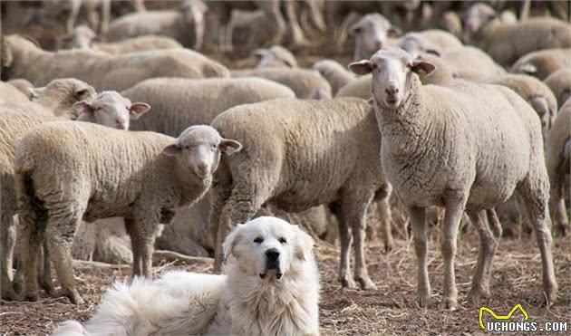十种尽忠职守的护卫犬，只要它们活着，就不会让主人受伤