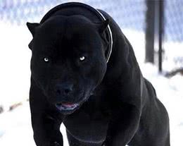 比特犬很厉害？这3种国产犬完全能够把它比下去！