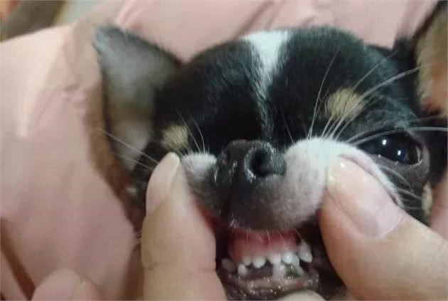 为什么狗狗的鼻头不黑了？
