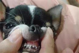 为什么狗狗的鼻头不黑了？