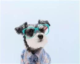 宠知识｜想知道你家狗狗有多聪明吗？来做个测试吧！