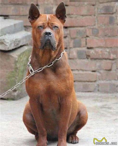 到底哪些属于烈性犬，碰着烈性犬应当如何应对呢？