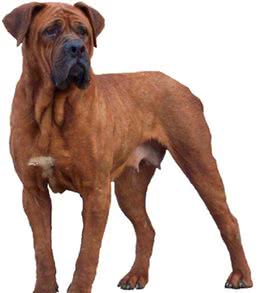 到底哪些属于烈性犬，碰着烈性犬应当如何应对呢？
