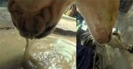 流浪狗的一天怎么度过的？狗狗只能垃圾场讨食，甚至被人随便欺凌