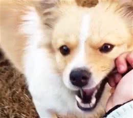 什么情况狗会攻击人