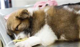 犬细小治疗不及时，可能会致命，三招帮狗狗日常远离细小病毒