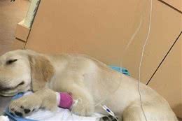 狗狗的细小病毒应当怎样预防如何治疗来了解一下