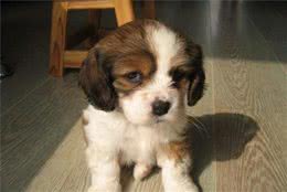 宠物新鲜事：我家的狗狗居然有焦虑分离症