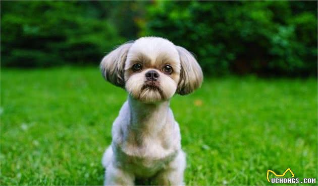 养育西施犬：您需要注意以下几点