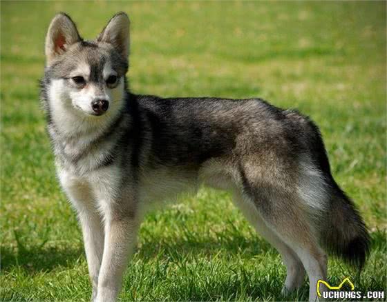 阿拉斯加爱斯基摩犬的近亲-阿拉斯加克利凯犬