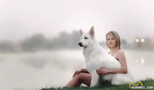 犬的维生素营养及消化吸收调控
