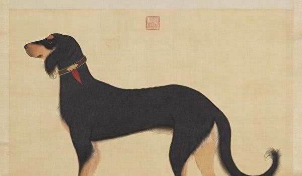 犬类有感知？感念主人爱护之恩