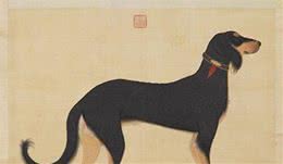 犬类有感知？感念主人爱护之恩