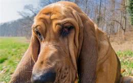 解读“寻血猎犬”，最纯正血统的嗅觉猎犬，能寻回14天前的气味