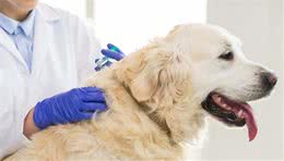 狗狗未必须要每一年都要打疫苗，是否需要疫苗注射，得看情况而定