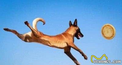 北京首批6头克隆警犬正式入警，怎样挑选马里努阿犬？