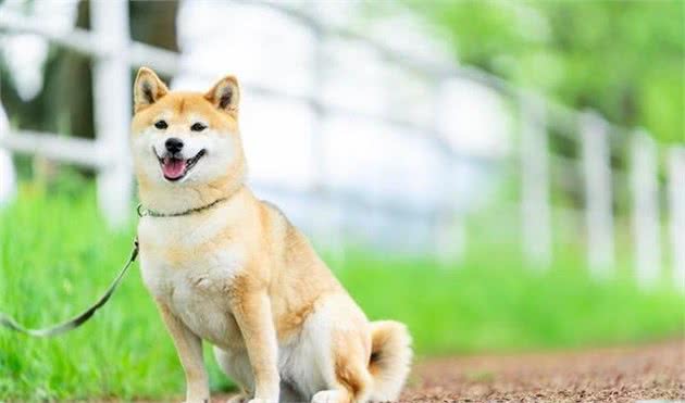 犬物语：不止柴犬与秋田，这些可爱的日本犬，通通很疗愈
