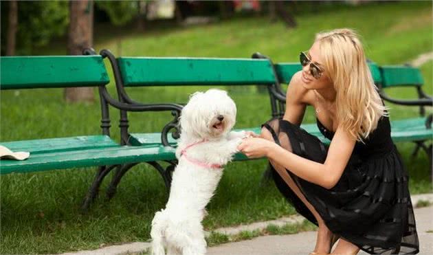 比熊犬要怎么养才能健康长寿？这6个方法要记好