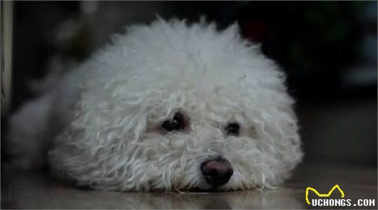 怎么饲养比熊犬？这些正确的饲养知识，宠主们都需知道